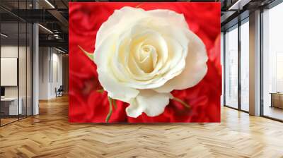 white rose over red Wall mural