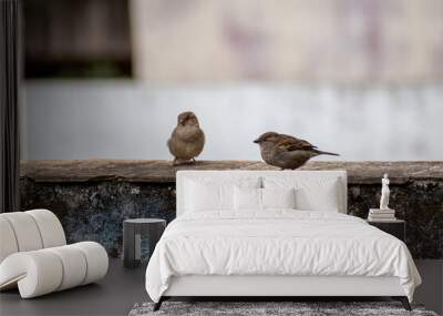 focus on two sparrows on marble parapet on wall with weathered paint with damp and mold, on clear day, with sunlight, with background, out of focus, wall, opening in square, cream, brown, green, white Wall mural