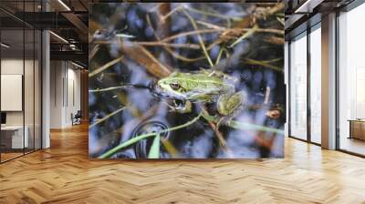 frog in the lake Wall mural