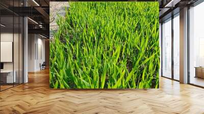 green rice field Wall mural