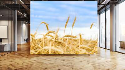 Wheat field at sunset. Yellow ripe wheat kernels ready for harvesting. Summer rural landscape. Concept of rich harvest Wall mural