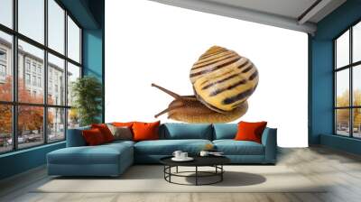 Macro side view of garden snail isolated cutout on transparent Wall mural