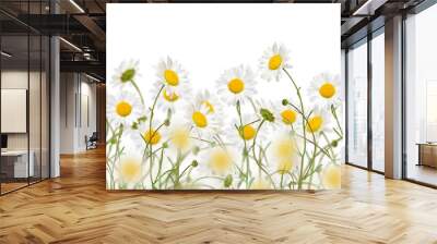 Oxeye daisy flowers meadow web banner isolated cutout on transparent Wall mural