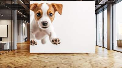 Portrait of cute playful puppy of Jack Russell Terrier in motion, jumping isolated over white studio background. Concept of motion, beauty, vet, breed, pets, animal life. Copy space for ad Wall mural