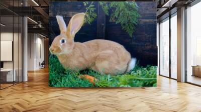 Rabbit and carrot Wall mural