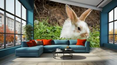 The red rabbit is sitting on the green grass. Wall mural