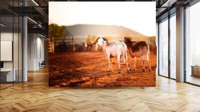 Two billy goats in the yards on a farm in rural Australia at sunrise Wall mural