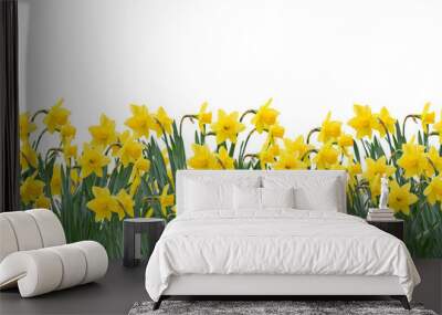 yellow spring daffodils field background banner isolated cutout on transparent Wall mural