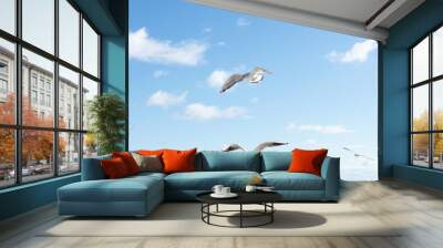 Beautiful sea gulls on a background of blue sky. Wall mural