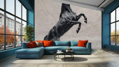 Black horse in water like black gold Wall mural