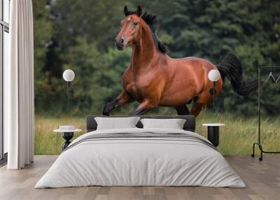 The bay horse gallops on the grass Wall mural