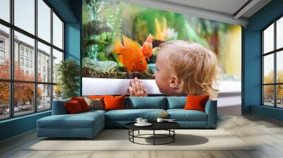 Cute boy looking on colorful aquarium fishes in fish tank, carassius auratus Wall mural