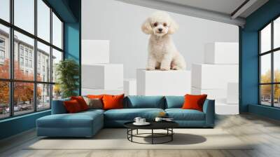 A fluffy golden dog sits in the center of an array of cardboard boxes, mock up. The dog's fur is a soft beige color, and it has bright blue eyes that sparkle playfully at the camera. Wall mural