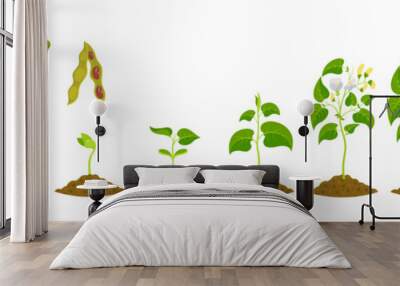 Stages of kidney bean growth. Growing legumes from seed. Seedling development vector illustration Wall mural