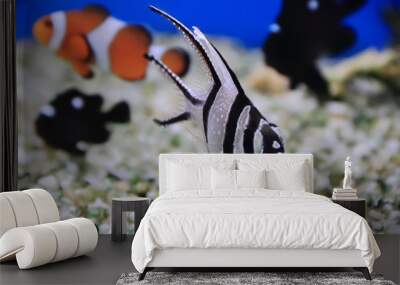 Aquarium fish Wall mural