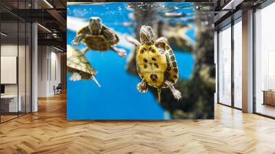 Group of turtles swimming Wall mural