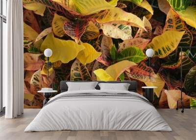 Croton Plants 2 Wall mural