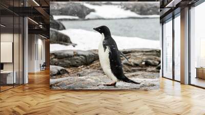 Adelie or pygoscelis adeliae penguin is staying alone is snowing weather in Antarctica. There are sea, rocks and snow in the background. Wall mural