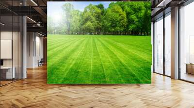 Green grass field and bright blue sky. Background. Wall mural