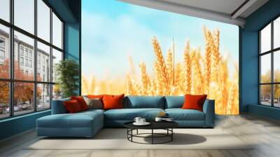 Autumn landscape of wheat field. Beautiful ripe organic ears of wheat during harvest against blue sky. Wall mural