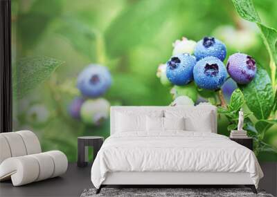 Fresh organic blueberries in raindrops on the bush against green background. Banner format. Wall mural