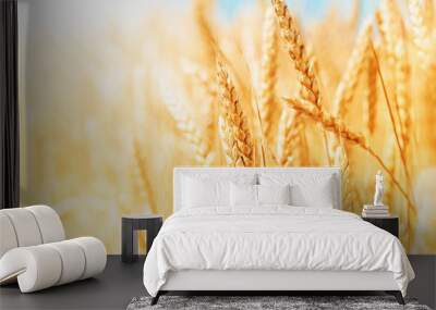 Ripe and organic ears of wheat during harvest against blue sky in sunny day. Beautiful landscape of wheat field. Wall mural