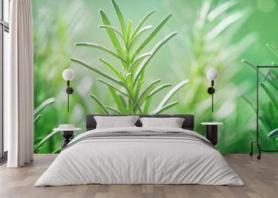 rosemary plant in the garden. culinary aromatic herb. Wall mural