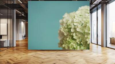 White hydrangea flowers on blue vintage backdrop, beautiful floral background, copy space for you text Wall mural