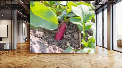 Radish plant in sandy soil, close up. Horticultural background with a radish plant. ardening banner background with Red Radish. Wall mural