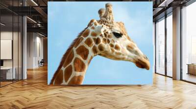 closeup of giraffe's head against blue sky Wall mural