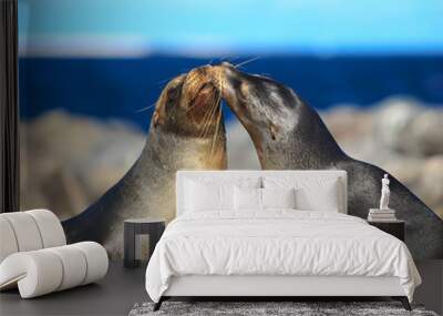 Kissing seals in the Galapagos, Equador.  Wall mural