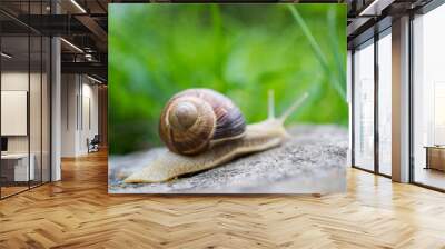 escargot Bourgogne Wall mural