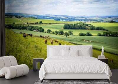 A herd of cows in a field in Scotland,Scottish summer landscape, East Lothians, Scotland, UK Wall mural