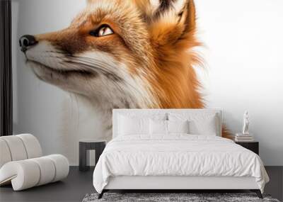 Fox face  isolated on transparent background Wall mural