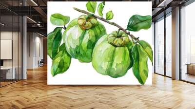 Watercolor Painting of Fresh Garcinia Cambogia Atroviridis Fruit on White Background Wall mural