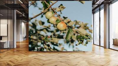 Apple tree branch with ripe yellow with red apples at sunny summer day in the fruit garden Wall mural