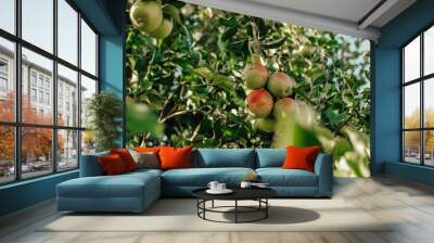 Apple tree branch with ripe yellow with red apples at sunny summer day in the fruit garden Wall mural