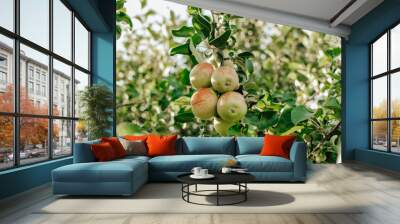 Apple tree branch with ripe yellow with red apples at sunny summer day in the fruit garden Wall mural