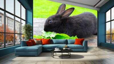 Black bunny rabbit outdoors. Little, cute, sit on wood table, eat leav in garden Wall mural