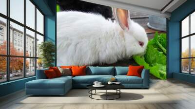 Close-up white bunny rabbit outdoors. Little, cute, sit on wood table and eat leav in garden. Wall mural