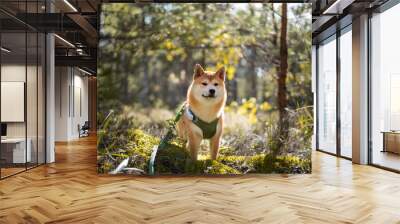 Cute 5 month old shiba inu puppy is standing on fallen mossy tree in the forest at sunny day. Wall mural