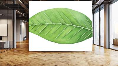 Green leaf painting. One single object, bright color, close up. Symbol of life, health, prosperity, new beginning, the renaissance of nature. Hand drawn water colour on white background, isolate. Wall mural