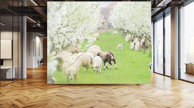 Sheeps in the meadow of blooming Spring trees Wall mural