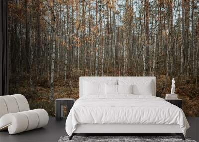 Thin young birch trees growing in the forest at autumn Wall mural