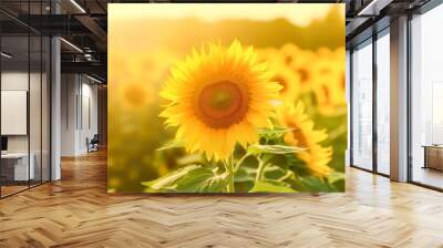 Sunflower field at sunny day, soft lights, blurred background. Generative AI. Wall mural