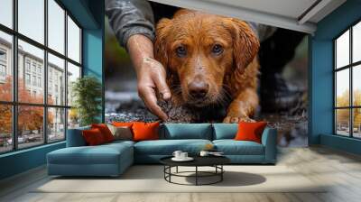 A wet dog being helped by a person in a natural setting. Wall mural