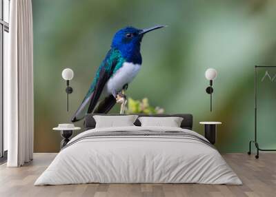 White-necked Jacobin hummingbird  Wall mural