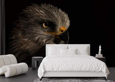 black kite  Wall mural