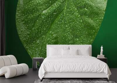 Green fresh leaf with a water drop falling. Natural background Wall mural