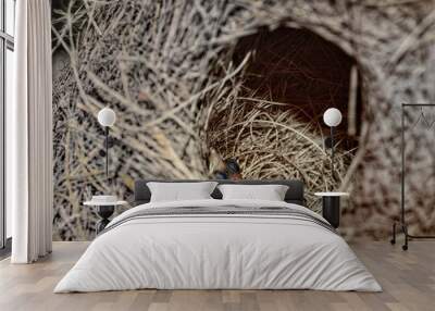 Nest of a bird.As a symbol of mother's love Wall mural